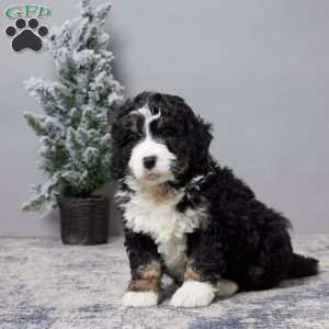 Asher, Mini Bernedoodle Puppy